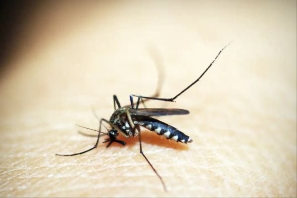 Saiba quem são as pessoas que mais atraem o mosquito da dengue