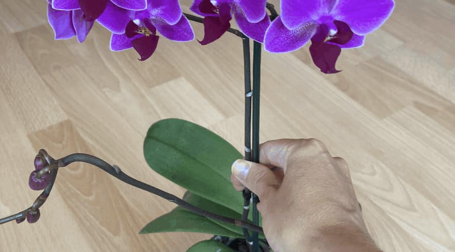 Esta receita de fertilizante mantém minhas orquídeas florescendo há 10 meses