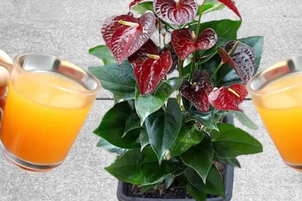 Uma bomba de floração natural para antúrio – pode durar até 15 anos