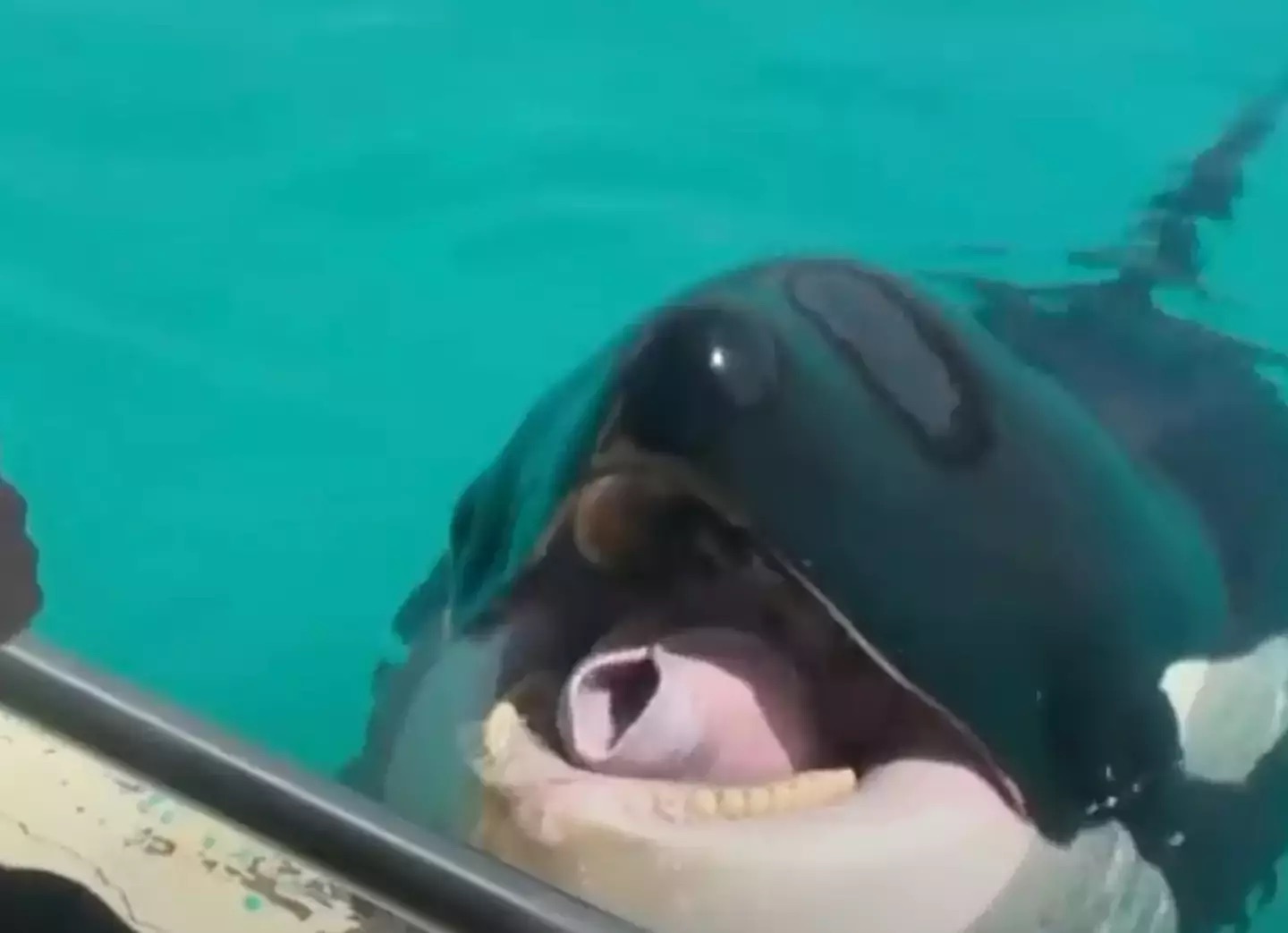 Gravação assustadora de orcas imitando fala humana deixa as pessoas impressionadas, mas extremamente apavoradas